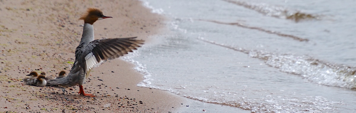 However, animals and birds shake off their stress once the situation is resolved. However, animals and birds shake off their stress once the situation is resolved.