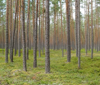Spending Time in Nature Boosts Calmness and Mental Wellness